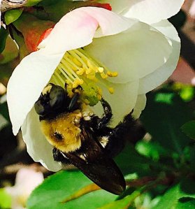 quince flower bee, National Arboretum, Washington DC April 2015