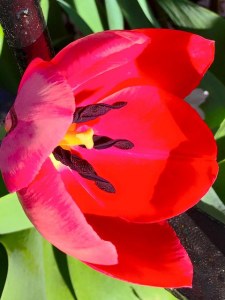 redtulip.Ust5th.April2015